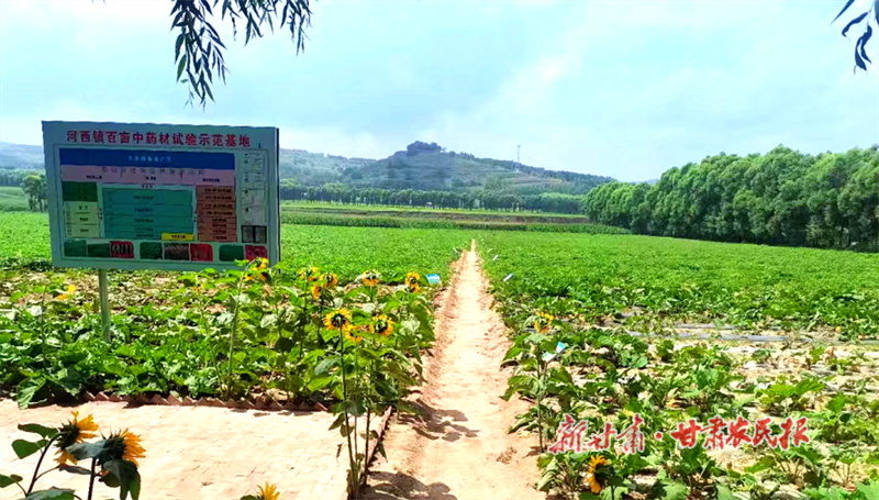 华亭市河西镇药材种植基地 张小兵 摄.png