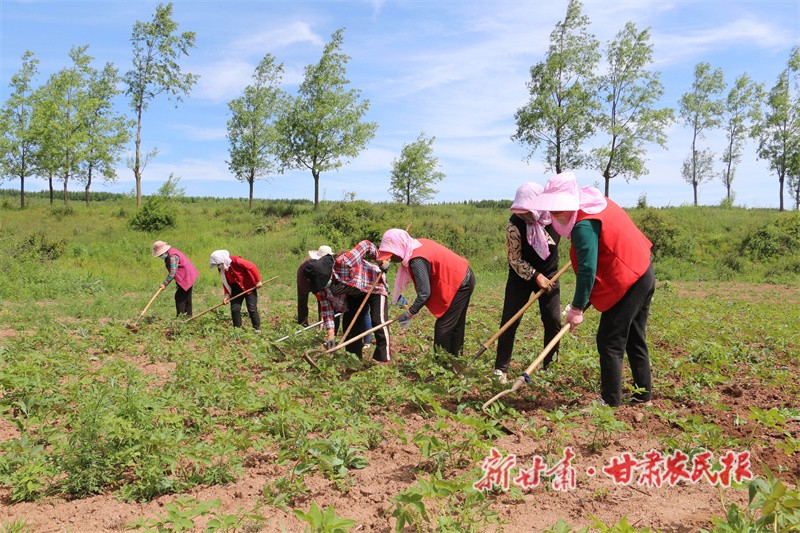 药材管护.jpg