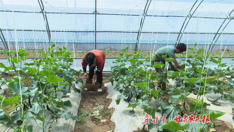 5菜农采摘黄瓜.jpg